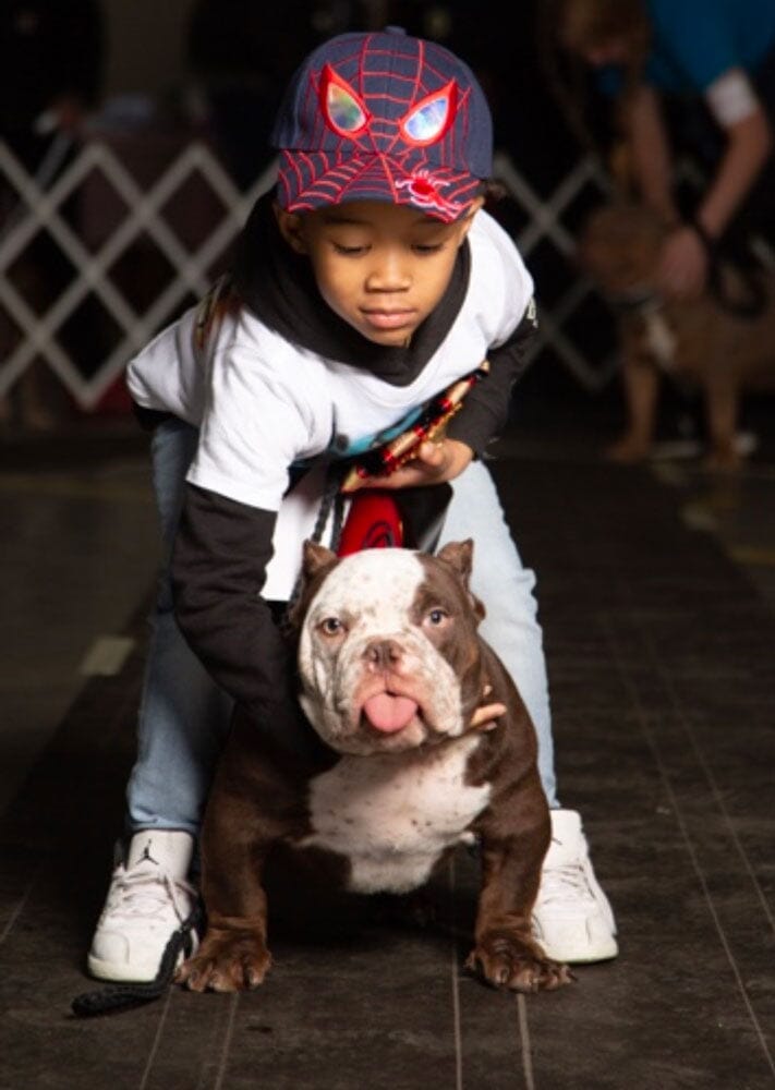 26 Face Kennels: American Bully and French Bulldog Breeder in NC