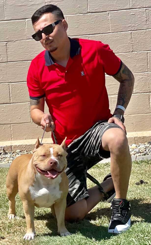 Alchemist Bullies: Pocket and Standard American Bully Breeder in California