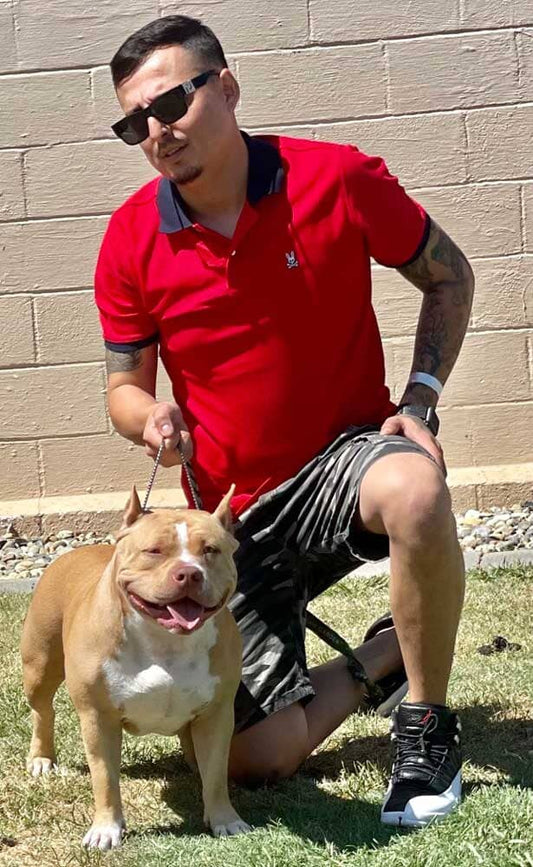 Alchemist Bullies: Pocket and Standard American Bully Breeder in California