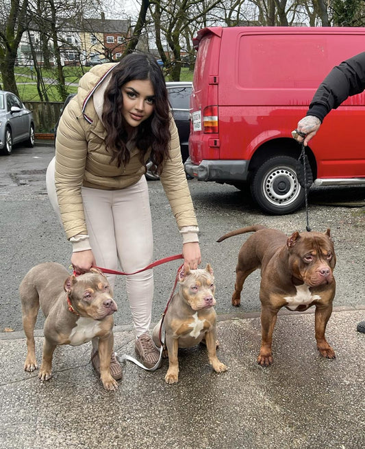 Amore Bullys: XL Bully and Bandogge Breeder in the UK