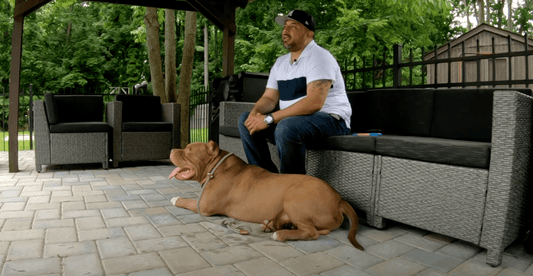 Best Dog Food for an XL American Bully - Danny Cervantes