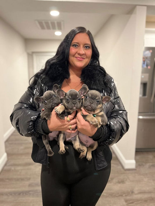 Blue Diamond Frenchies: French Bulldog Breeder in Ohio
