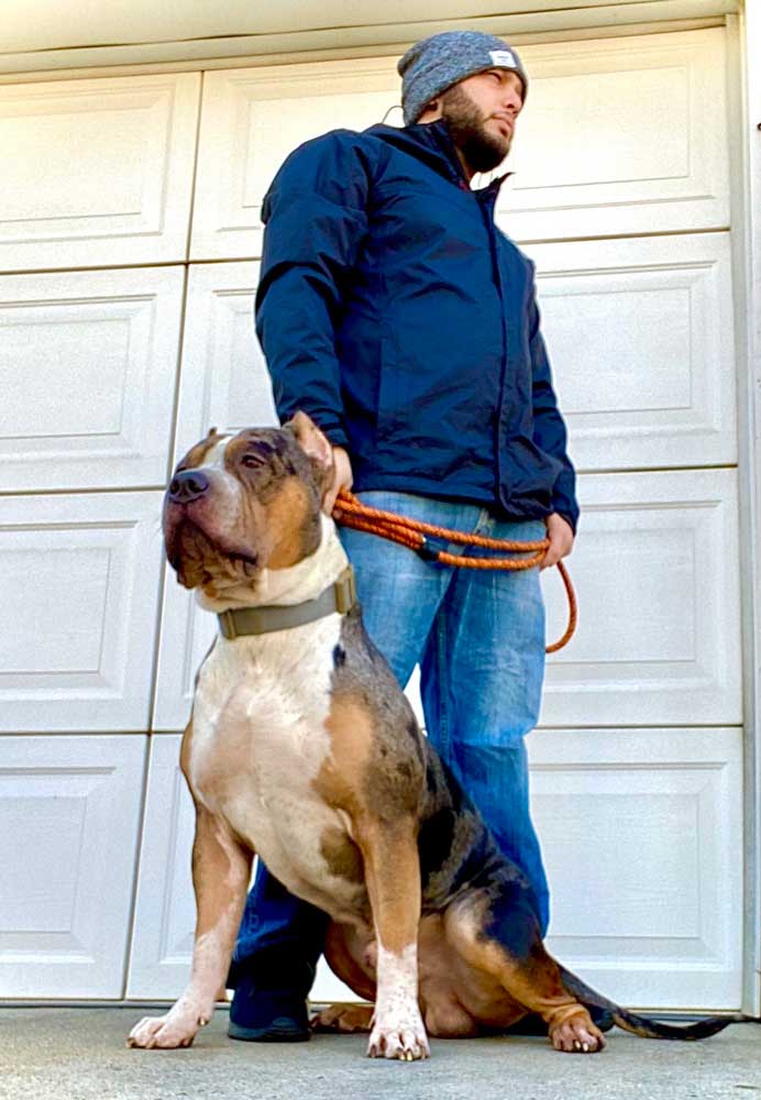 Blue Phoenix Bullies: XL American Bully Breeder in Queens, New York