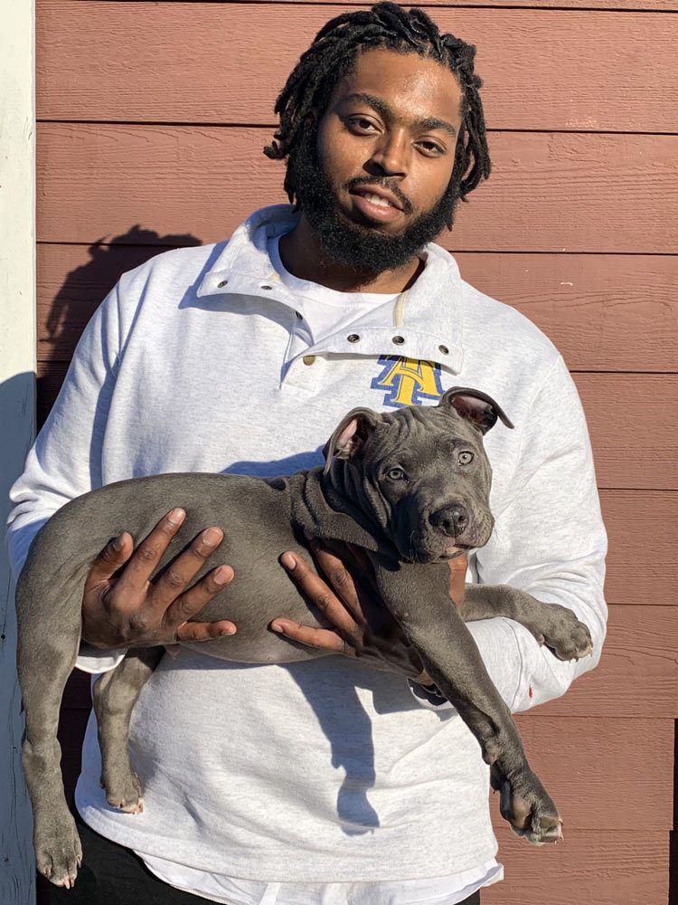 Bossman Kennels: XL and Standard American Bully Breeder in North Carolina