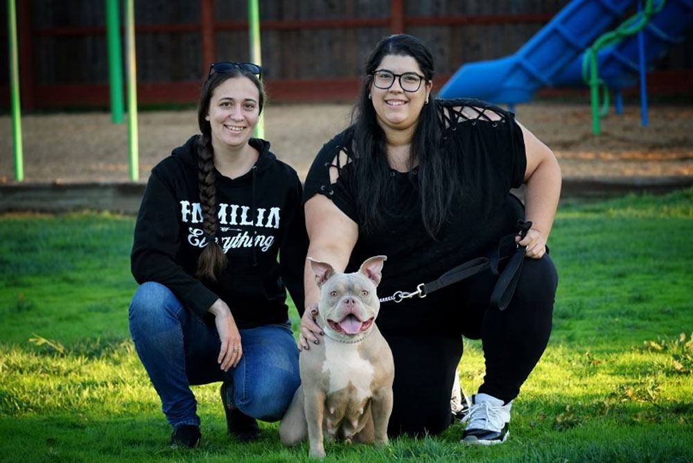 Brilliant Cut Bullys: Pocket American Bully Breeder in California