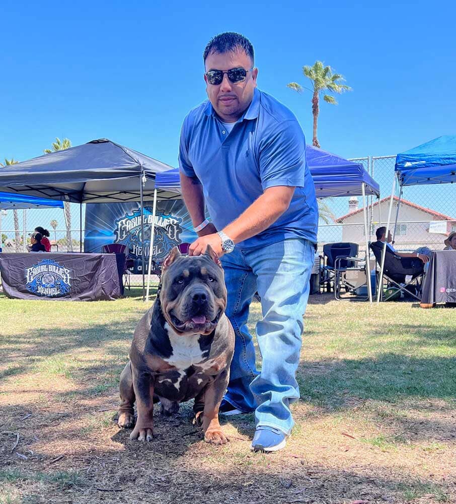Bullrush Kennels: XL American Bully Breeder in Texas