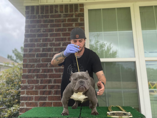 Caribbean Bred Bullies: Exotic Bully, American Bully and Frenchie Breeder
