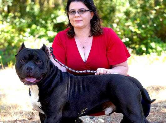 Cerberus Bullies: XL and Standard American Bully Breeder in Washington