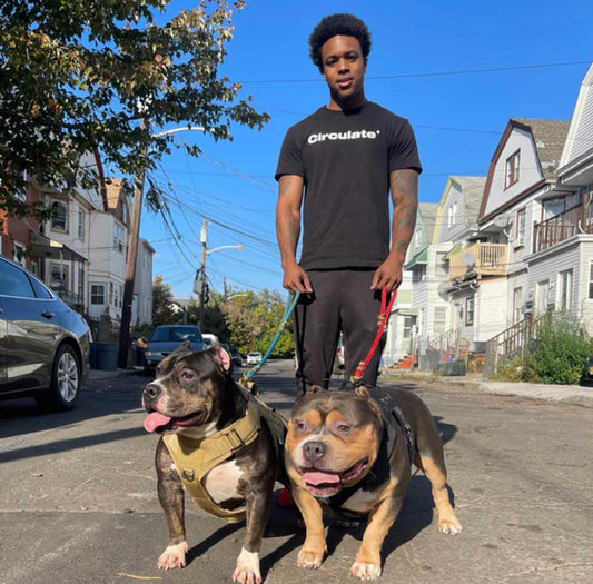 Clear Cut Bullies: American, Pocket and Micro Size Bully Breeder in New Jersey