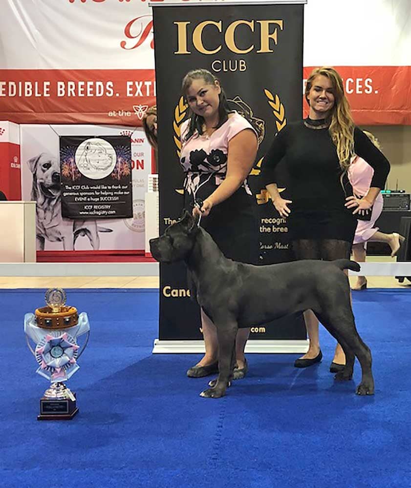 Confidential Kennels: Cane Corso Breeder