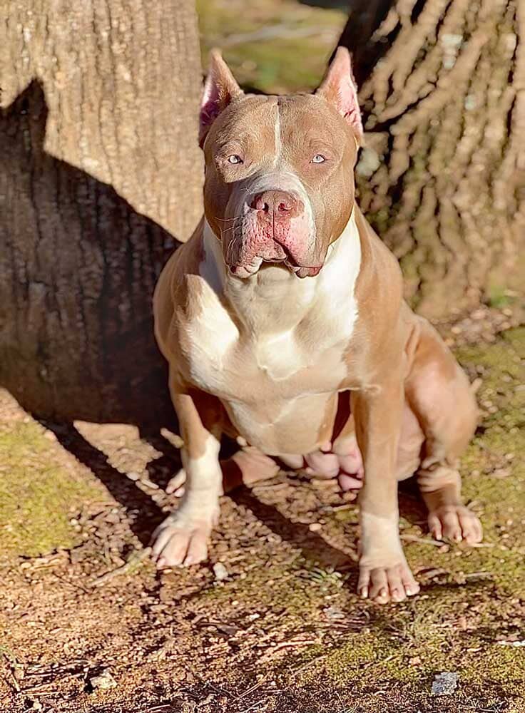 Create Greater Bullies: XL American Bully Breeder in Atlanta, GA
