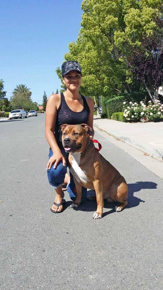Culture Shock Kennels LLC: XL American Bully Breeder in California