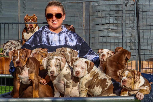 Dark Soul Bullys: XL American Bully Breeder in the UK and Poland