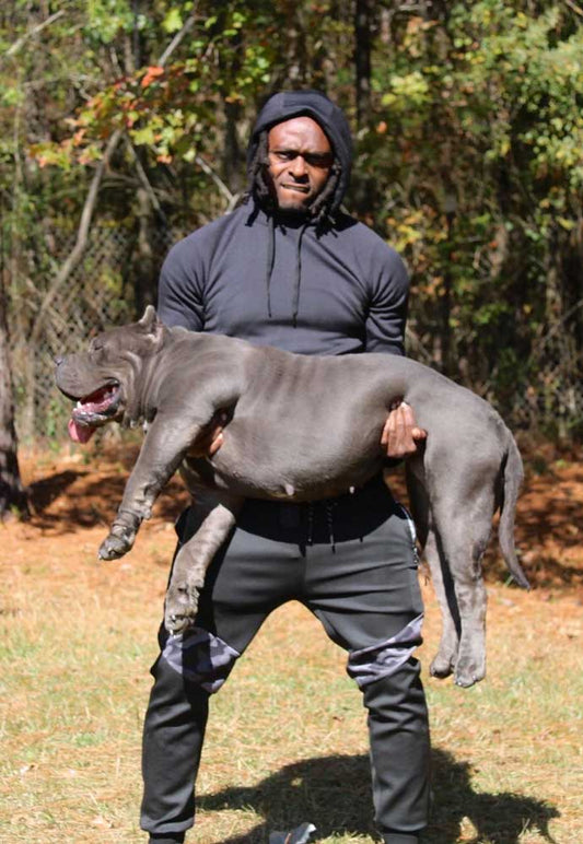 Dejohn Bully Pits: XL American Bully Breeder in Alabama