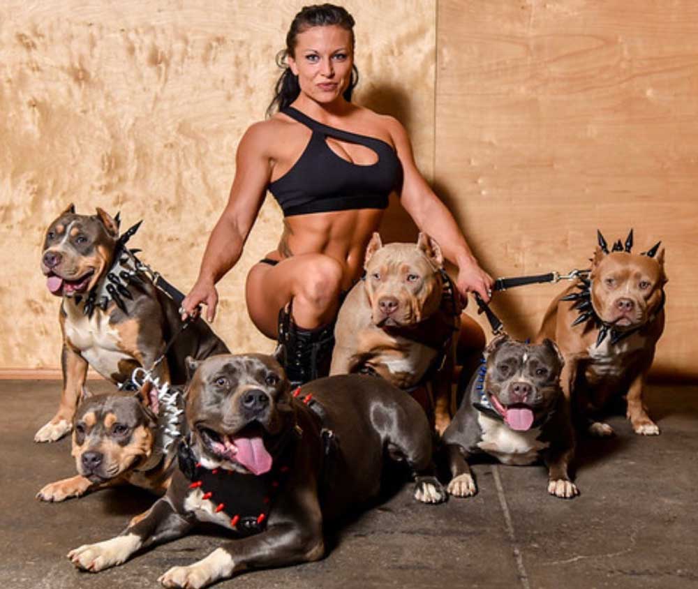 Forza Built Bullies: XL American Bully Breeder in Florida
