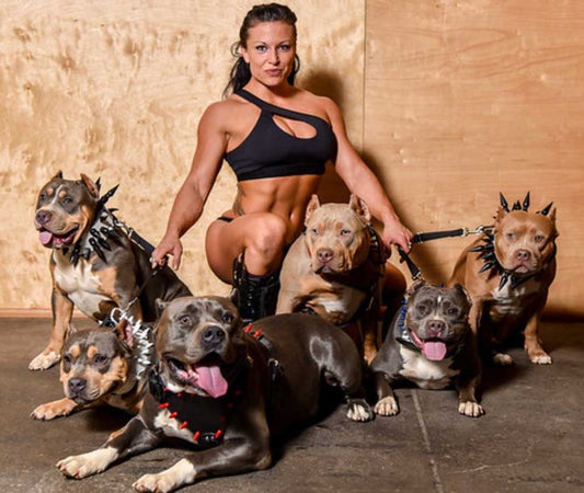 Forza Built Bullies: XL American Bully Breeder in Florida