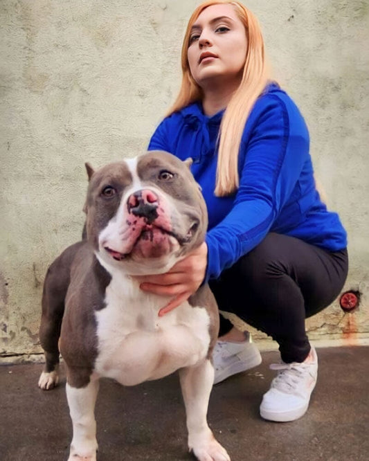 Gorda's Bully Yard: American Bully Breeder in California