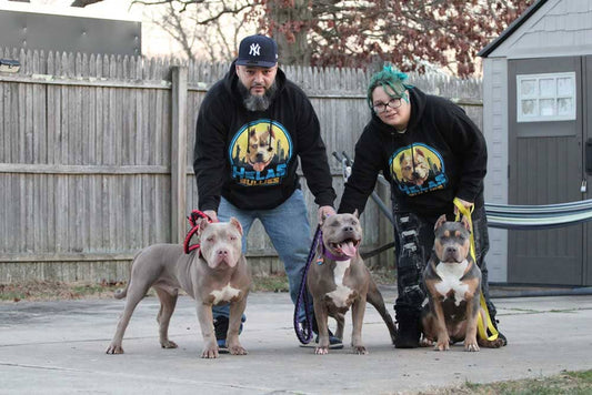 Hela's Bullies: XL American Bully Breeder in West Babylon, NY