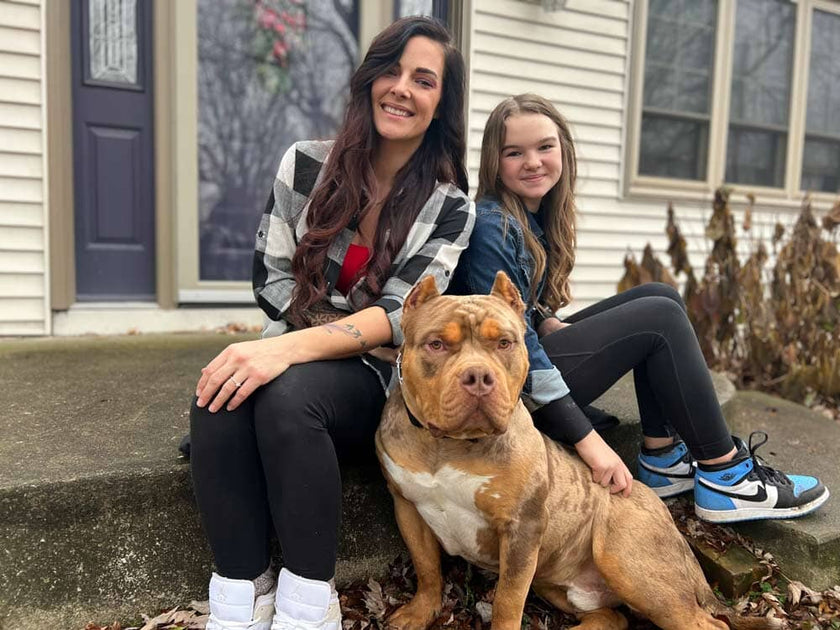 The Ethical Journey of Breeding American Bully XLs KIngdom Bully Kennels BGM Warehouse