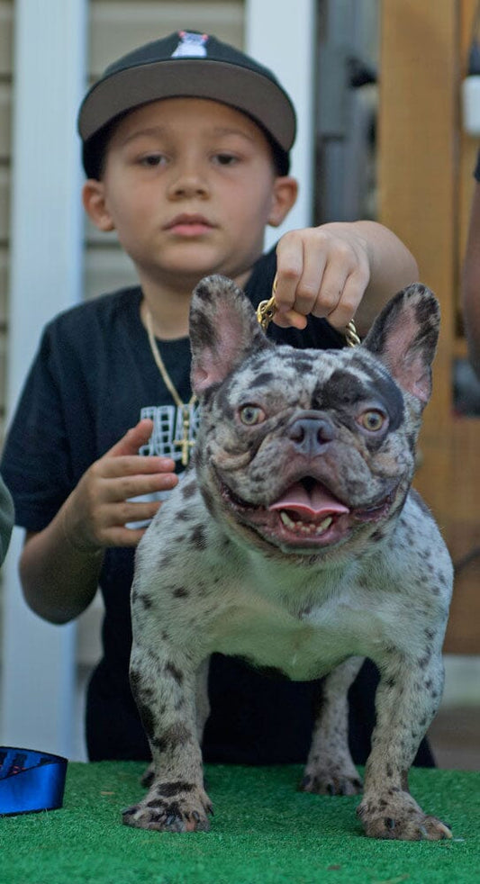 Lil Fresh Frenchies: French Bulldog Breeder in New Jersey