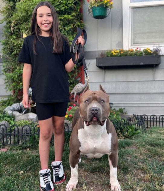 Raising Frenchie Puppies Expert Advice from Portland's Premier Kennel