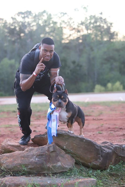 NMG Bullies: American Bully Breeder in South Florida
