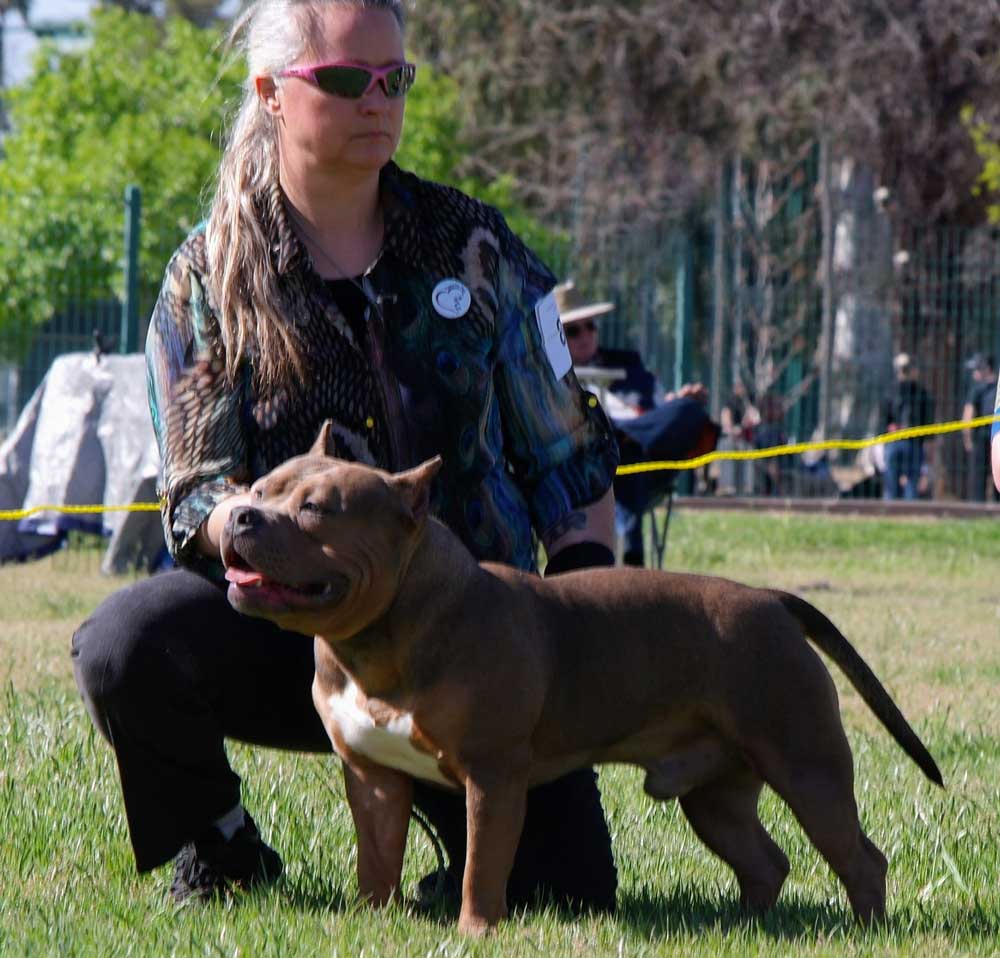 Northern Diamond Kennel: American Bully and French Bulldog Breeder