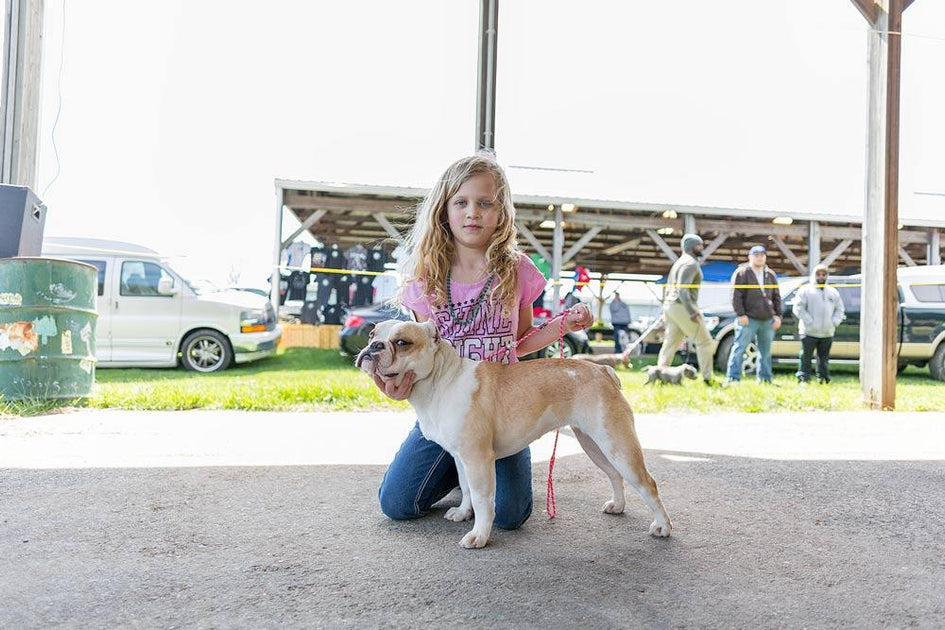 Discovering the Olde English Bulldogge A Journey Through History BGM