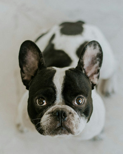 The Genetic Health of French Bulldogs: What to Watch Out For