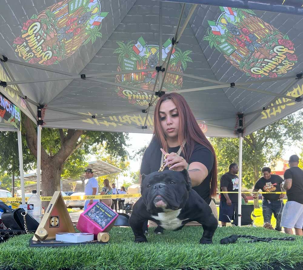 PushinP Bullyz: Exotic Bully and Frenchie Breeder in Southern California
