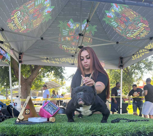 PushinP Bullyz: Exotic Bully and Frenchie Breeder in Southern California