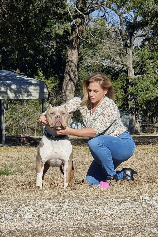 Samba Kennels: XL American Bully Breeder in Texas