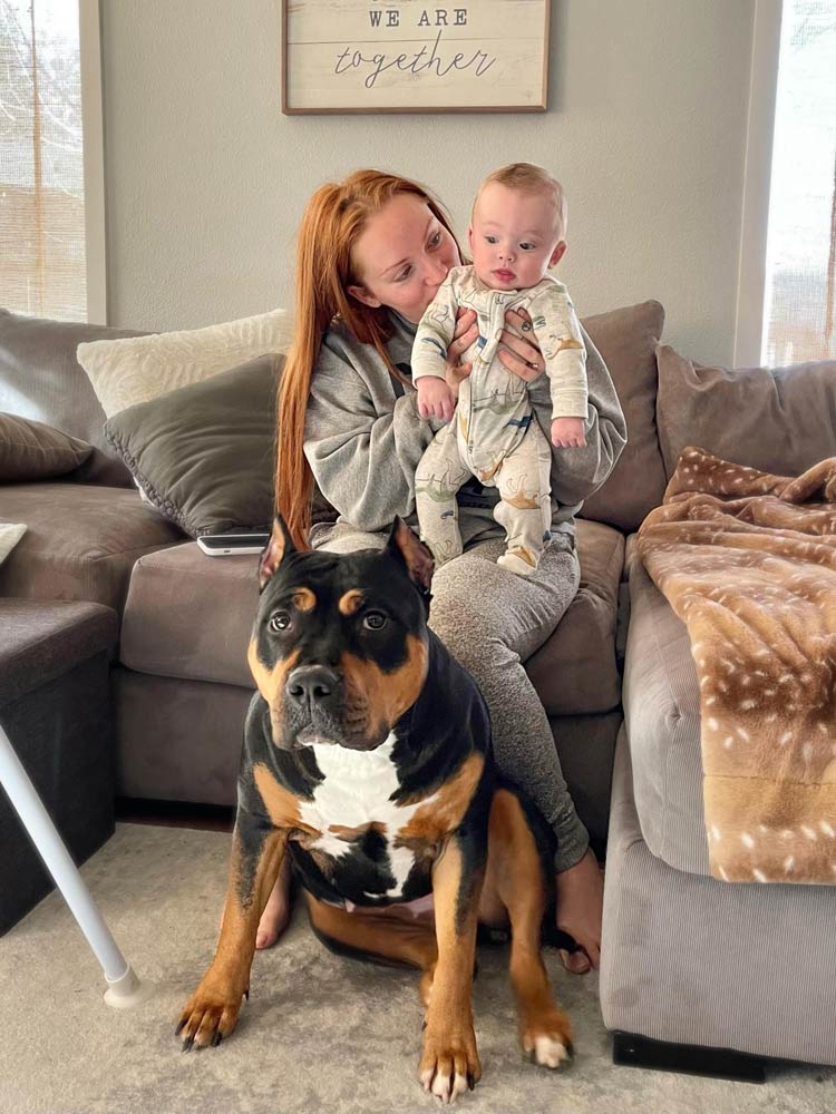 Shady Acre Bullies: American Bully Breeder in Oregon
