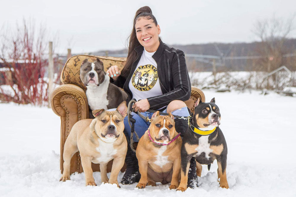 Staceys Bullies: Pocket American Bully Breeder in Canada
