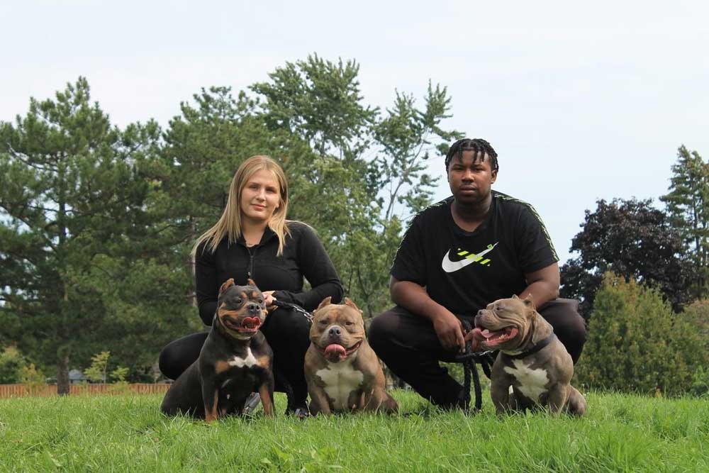 Storm City Kennels Pocket and Micro Bully Breeder in Canada BGM Warehouse