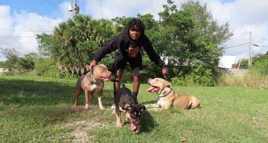 Tilted Crown Kennels: XL American Bully Breeder in Florida