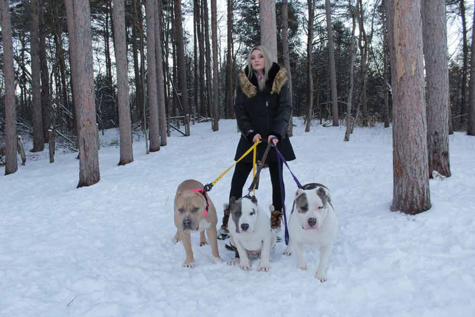 Trap Nation Bullyz XL and Standard American Bully Breeder in Canada