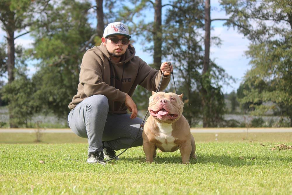 Ultra Instinct Bullies: Pocket and Standard American Bully Breeder in Georgia