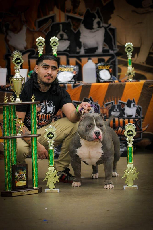 Up One Bullies: Pocket and Standard American Bully Breeder in Texas