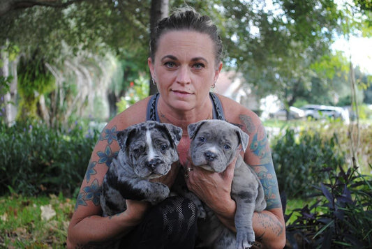 Vasconcellos Bully Breed Kennels: American Bully Breeder in Florida