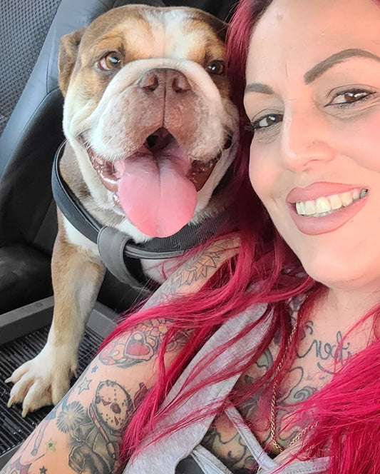 Villain Bullies: Micro Bully, English Bulldog and French Bulldog Breeder in CA