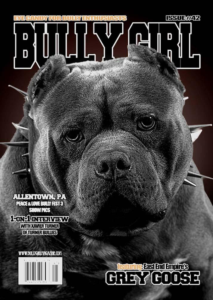 Bully Girl - Digital Issue 42 - BGM Warehouse - The Best Bully Breed Magazines, Clothing and Accessories
