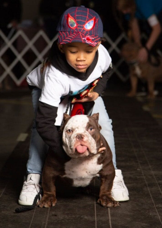26 Face Kennels: American Bully and French Bulldog Breeder in NC