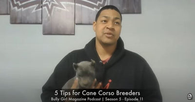 5 Essential Tips from a Top Cane Corso Breeder