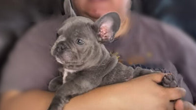 French Bulldog Myths Busted! How to Ensure a Healthy, Happy Pup