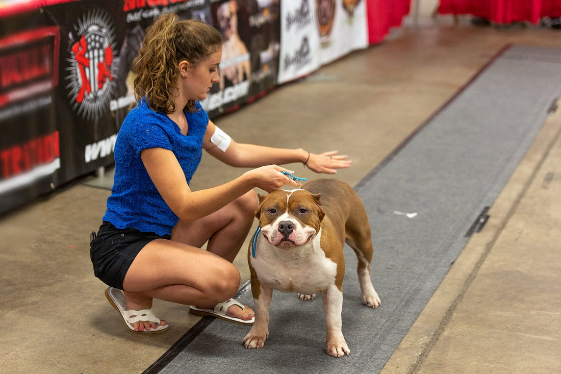 Homemade Food for American Bully Puppies: Raw Diet Benefits and Recipes