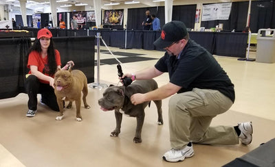 American Bully XL Owners React to UK Ban: A Full Spectrum Analysis
