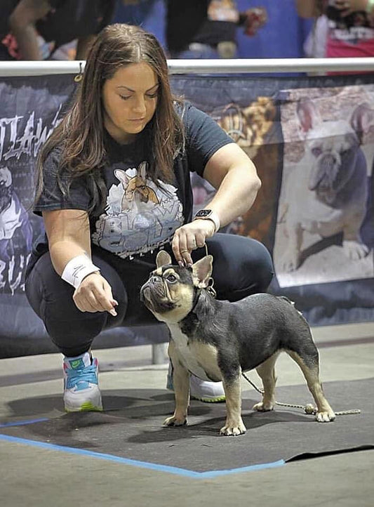 Blowcold Bullies: French Bulldog Breeder in Houston