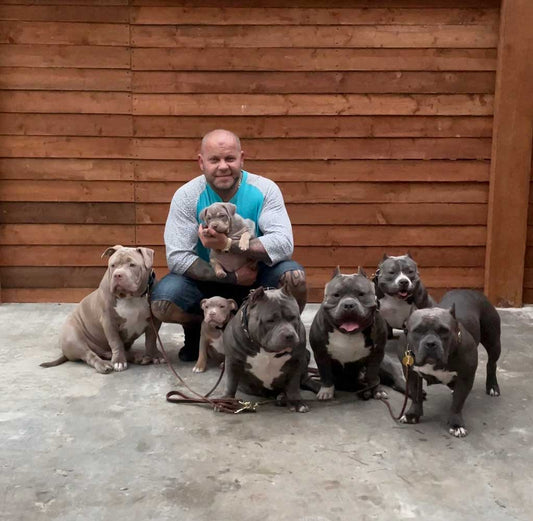 Blue Dream Bullyz: American Bully Breeder in the United Kingdom