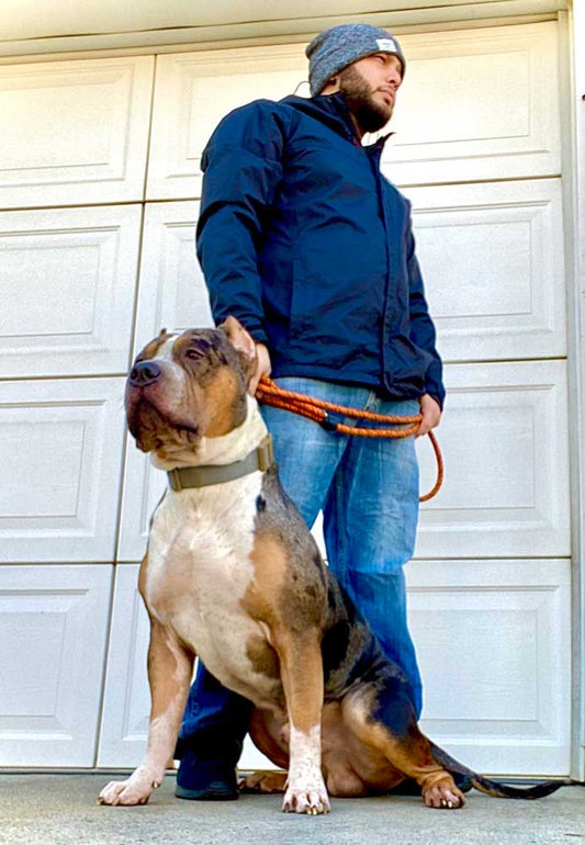Blue Phoenix Bullies: XL American Bully Breeder in Queens, New York
